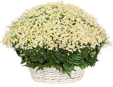 Цветочная композиция из Ромашки в корзине #REPLACE_PRED# Староджерелиевской